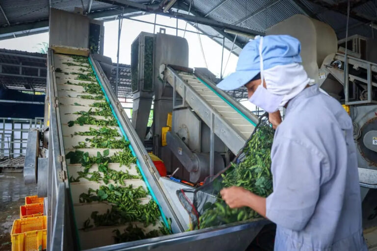 Dari Hilirisasi hingga UMKM: Strategi Pemerintah Memperluas Kesempatan Kerja