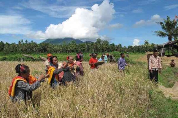 Deregulasi Pupuk Berbuah Manis, Swasembada Pangan Multi Komoditas Kian Kokoh