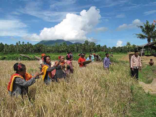 Deregulasi Pupuk Berbuah Manis, Swasembada Pangan Multi Komoditas Kian Kokoh