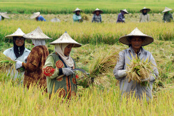 Swasembada Pangan Menguat, Fondasi Keberlanjutan dan Kesejahteraan Petani Turut Diperkuat
