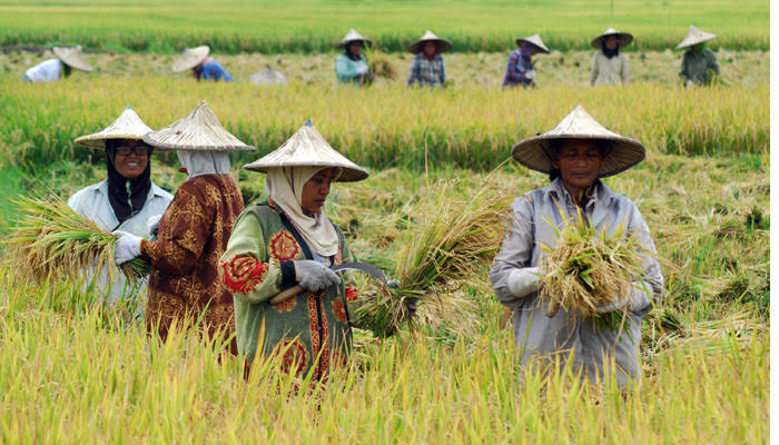 Swasembada Pangan Menguat, Fondasi Keberlanjutan dan Kesejahteraan Petani Turut Diperkuat