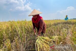 Menguatkan Swasembada Pangan Lewat Transformasi Pertanian Modern