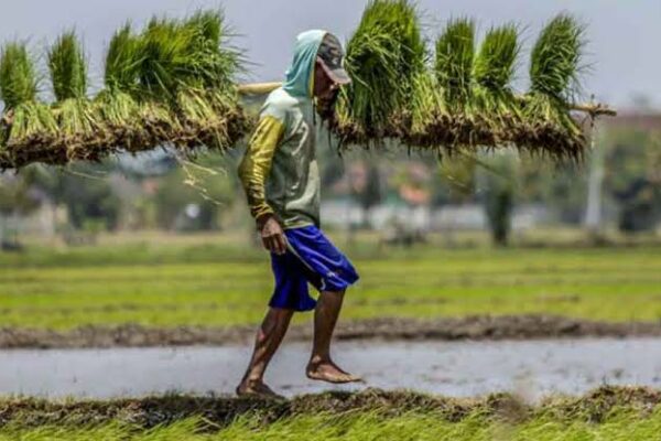 Pertanian Berkelanjutan, Jalan Tenang Menguatkan Swasembada Pangan