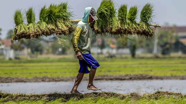 Pertanian Berkelanjutan, Jalan Tenang Menguatkan Swasembada Pangan