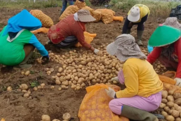 Presiden Prabowo Jamin Koperasi Desa Serap Hasil Panen, Putus Ketergantungan Tengkulak