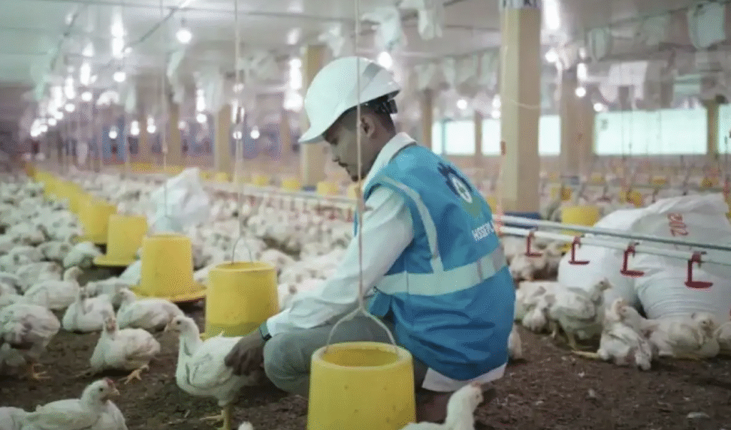 MBG Tak Hanya Tingkatkan Gizi, Tapi Dorong Pertumbuhan Industri Unggas