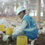 MBG Tak Hanya Tingkatkan Gizi, Tapi Dorong Pertumbuhan Industri Unggas