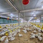 Program MBG Katalisator Positif bagi Industri Unggas