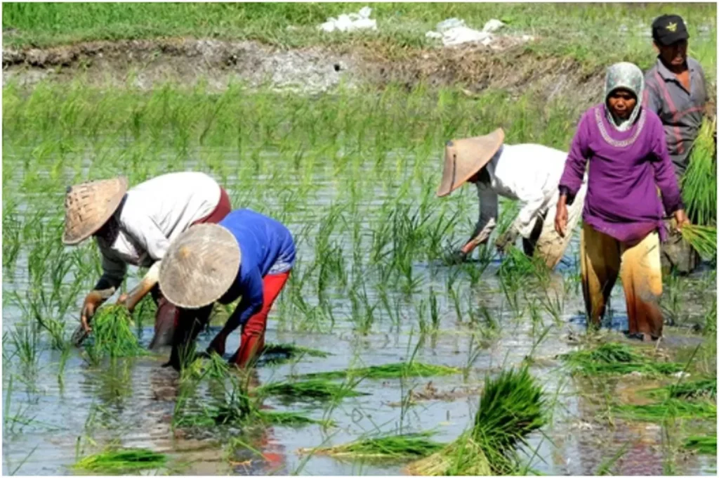 Pemerintah Perkuat Ekosistem Hilirisasi Pertanian