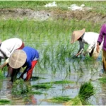 Pemerintah Perkuat Ekosistem Hilirisasi Pertanian