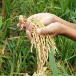 Jakarta – Pemerintah melalui Perum Bulog resmi mengekspor sebanyak 2.280 ton beras untuk memenuhi kebutuhan jemaah haji Indonesia di Arab Saudi pada tahun ini. Pengiriman ini menjadi tonggak penting karena beras yang dikirim merupakan hasil panen petani dalam negeri yang telah melalui proses penyerapan dan pengolahan sesuai standar mutu premium. Untuk pertama kalinya, beras petani Indonesia secara khusus dipasok bagi konsumsi jemaah di Tanah Suci, menandai bahwa swasembada pangan nasional mulai naik kelas.