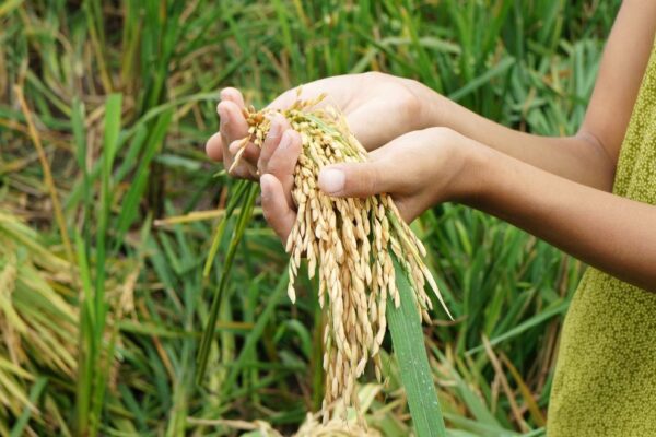 Jakarta – Pemerintah melalui Perum Bulog resmi mengekspor sebanyak 2.280 ton beras untuk memenuhi kebutuhan jemaah haji Indonesia di Arab Saudi pada tahun ini. Pengiriman ini menjadi tonggak penting karena beras yang dikirim merupakan hasil panen petani dalam negeri yang telah melalui proses penyerapan dan pengolahan sesuai standar mutu premium. Untuk pertama kalinya, beras petani Indonesia secara khusus dipasok bagi konsumsi jemaah di Tanah Suci, menandai bahwa swasembada pangan nasional mulai naik kelas.