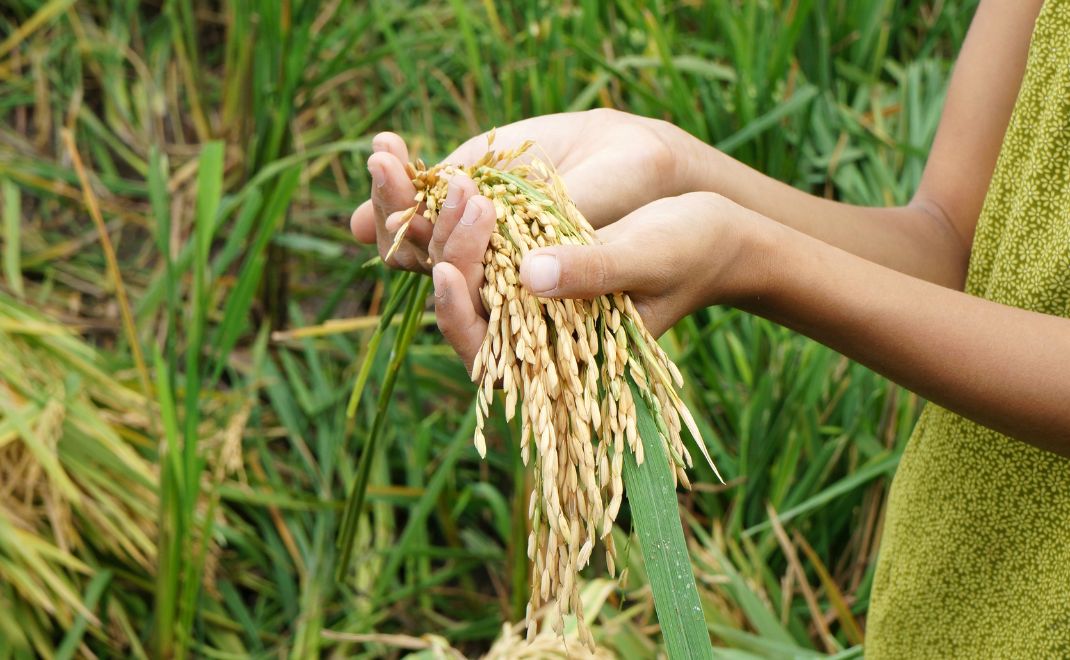 Jakarta – Pemerintah melalui Perum Bulog resmi mengekspor sebanyak 2.280 ton beras untuk memenuhi kebutuhan jemaah haji Indonesia di Arab Saudi pada tahun ini. Pengiriman ini menjadi tonggak penting karena beras yang dikirim merupakan hasil panen petani dalam negeri yang telah melalui proses penyerapan dan pengolahan sesuai standar mutu premium. Untuk pertama kalinya, beras petani Indonesia secara khusus dipasok bagi konsumsi jemaah di Tanah Suci, menandai bahwa swasembada pangan nasional mulai naik kelas.