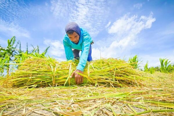 Beras Petani Indonesia Mulai Dikirim ke Tanah Suci, Swasembada Pangan Naik Kelas