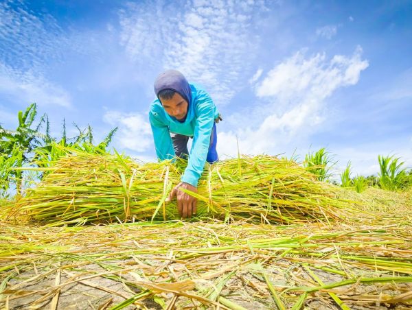 Beras Petani Indonesia Mulai Dikirim ke Tanah Suci, Swasembada Pangan Naik Kelas