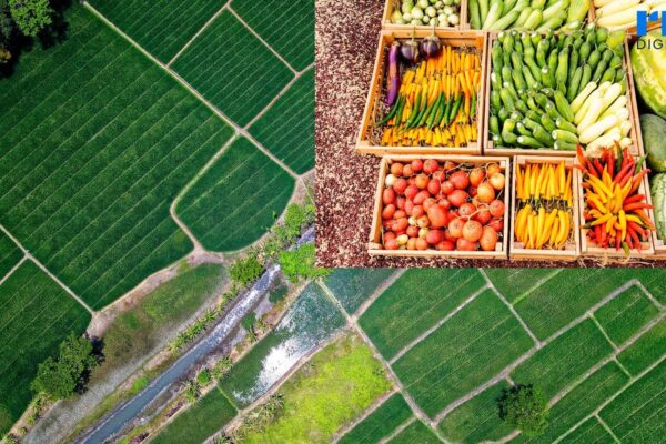 Swasembada Pangan Dipercepat untuk Jaga Stabilitas Dalam Negeri