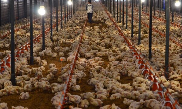 Pemerintah Percepat Hilirisasi Peternakan untuk Perkuat Ketahanan Pangan