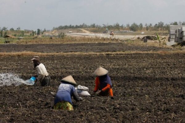 Hadapi Kemarau, Sinergi Lintas Sektor Amankan Ketahanan Pangan Nasional
