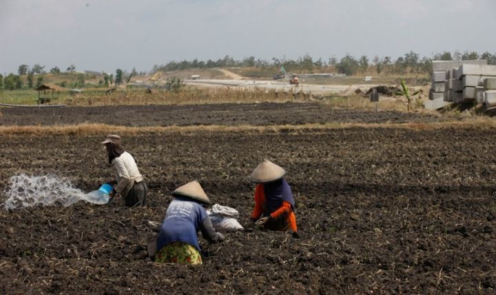 Hadapi Kemarau, Sinergi Lintas Sektor Amankan Ketahanan Pangan Nasional
