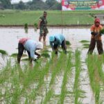 Pemerintah Genjot Tanam Serentak, Ketahanan Pangan Kian Kokoh