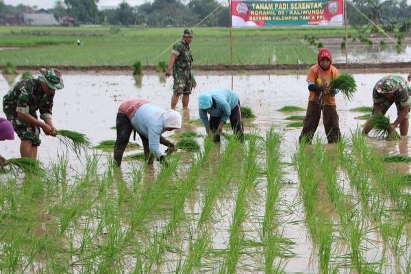 Pemerintah Genjot Tanam Serentak, Ketahanan Pangan Kian Kokoh