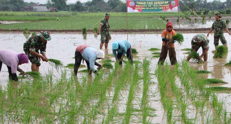 Pemerintah Genjot Tanam Serentak, Ketahanan Pangan Kian Kokoh
