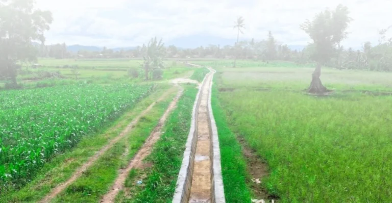 Program Ketahanan Pangan Papua Dorong Kemandirian Ekonomi Bagi Petani Lokal